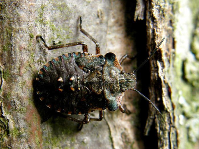Pentatomidae: ninfa di Pentatoma rufipes del Piemonte (BI)